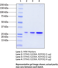 STING AQ variant (human, recombinant)