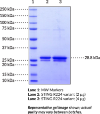 STING R224 variant (human, recombinant)