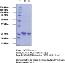 STING M284 variant (human, recombinant)