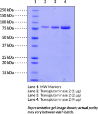 TG2 (human recombinant)