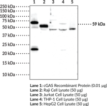 cGAS Monoclonal Antibody (Clone 5G10)