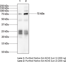 AChE (eel) Monoclonal Antibody (Clone 5E2)