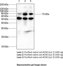 AChE (eel) Polyclonal Antibody