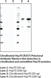 Citrullinated Hsp70 (R357) Polyclonal Antibody