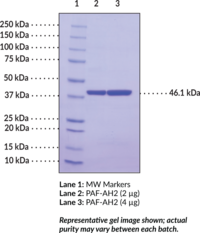 PAF Acetylhydrolase 2 (human, recombinant)