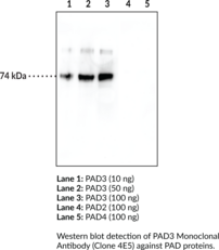 PAD3 Monoclonal Antibody (Clone 4E5)