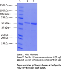 Beclin 1 (human recombinant)