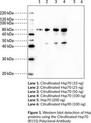 Citrullinated Hsp70 (R155) Polyclonal Antibody