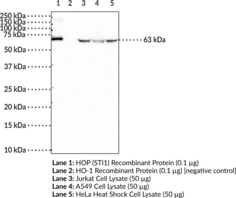 HOP (STI1) Polyclonal Antibody