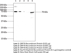 GRP78 Polyclonal Antibody