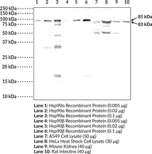 Hsp90 Polyclonal Antibody