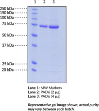 PAD6 (human recombinant)