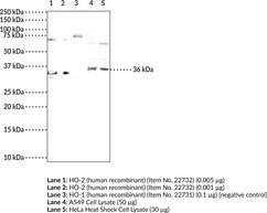 HO-2 Polyclonal Antibody