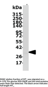 Melatonin Receptor Type 1A (human recombinant)