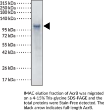 AcrB (<em>E. coli</em> K12)