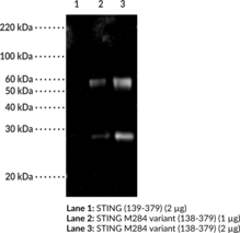 STING M284 variant Polyclonal Antibody