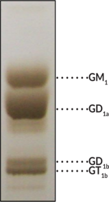 Purified Ganglioside Mixture (bovine) (ammonium salt)