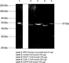 IRF3 Polyclonal Antibody