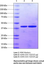 cGAS (161-522) (human recombinant)