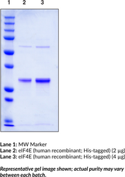 eIF4E (human recombinant; His-tagged)