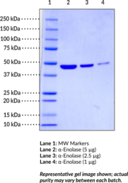 α-Enolase (human, recombinant)