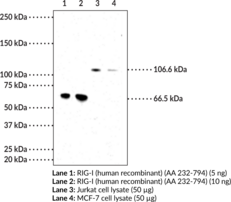 RIG-I Monoclonal Antibody (Clone 1E3)