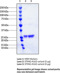 STING A162 variant (human, recombinant)