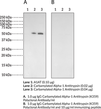 Carbamylated Alpha-1 Antitrypsin (K359) Polyclonal Antibody