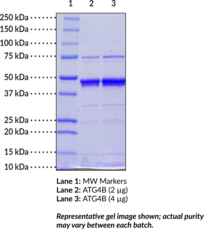 ATG4B (human recombinant)