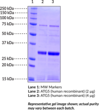 ATG5 (human recombinant)