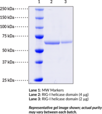 RIG-I helicase domain (human, recombinant)