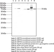 GRP78 Monoclonal Antibody (Clone 7D8)