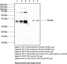 HO-2 Monoclonal Antibody (Clone 5D10)