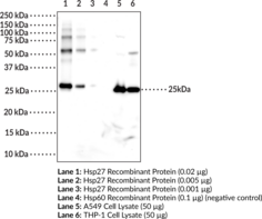 Hsp27 (HspB1) Monoclonal Antibody (Clone 6A5)