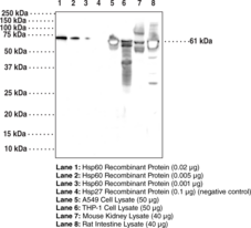 Hsp60 (HspD1) Monoclonal Antibody (Clone 10C3)