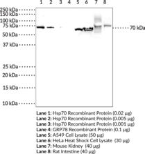 Hsp70 (HspA1A) Monoclonal Antibody (Clone 7F6)