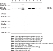 Hsp90? Polyclonal Antibody