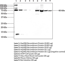 Hsp90? Polyclonal Antibody