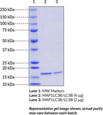 MAP1LC3B/LC3B (human recombinant)