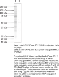 Anti-DNP Monoclonal Antibody (Clone 8G11)