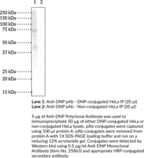 Anti-DNP Polyclonal Antibody