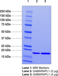 GABARAPL1 (human recombinant)