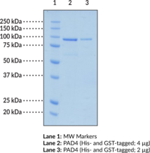 PAD4 (human, recombinant; His- and GST-tagged)