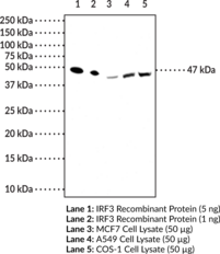 IRF3 Monoclonal Antibody (Clone 1E10)