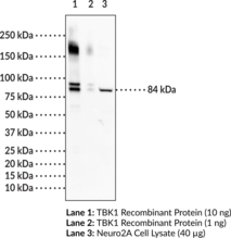 TBK1 Monoclonal Antibody (Clone 4E6)