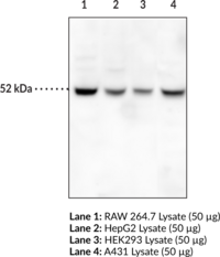 Beclin 1 Monoclonal Antibody (Clone 5F7)