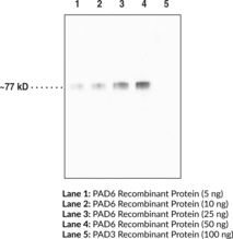 PAD6 Monoclonal Antibody (Clone 4B7)