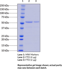 FTO (human, recombinant)