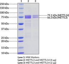 METTL3/14 Complex (human, recombinant)