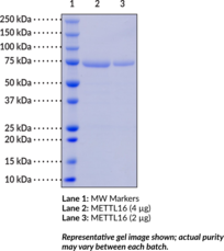 METTL16 (human, recombinant)